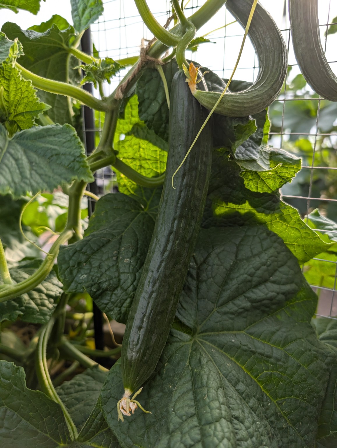 A cucumber growing inside The Leiston Land Army polytunnel
