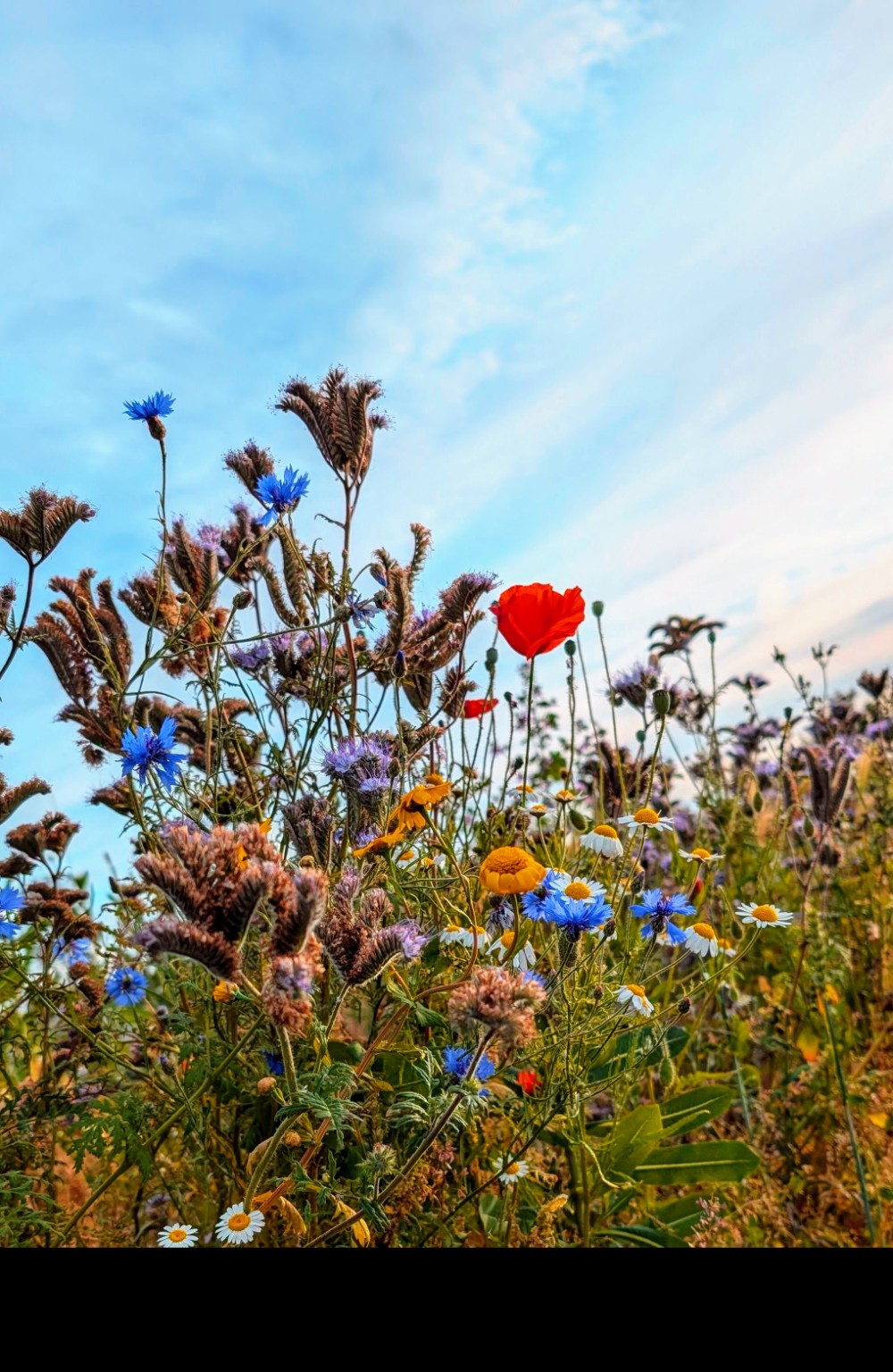 Cornflowers, poppies and other flowers in a pollinator patch